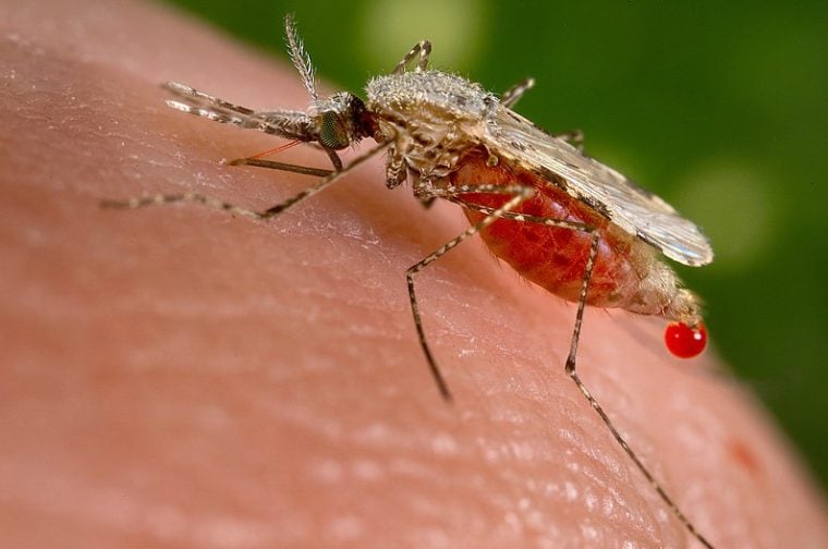 A mosquito